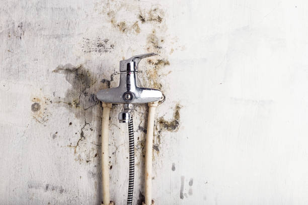 Best Mold Removal and Inspection  in Monmouth Beach, NJ