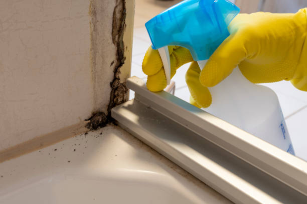 Best Commercial Mold Removal  in Monmouth Beach, NJ