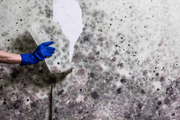 Best Mold Removal Near Me  in Monmouth Beach, NJ