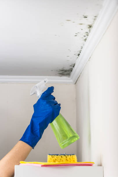 Best Emergency Mold Removal  in Monmouth Beach, NJ