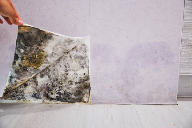 Best Mold Damage Repair  in Monmouth Beach, NJ